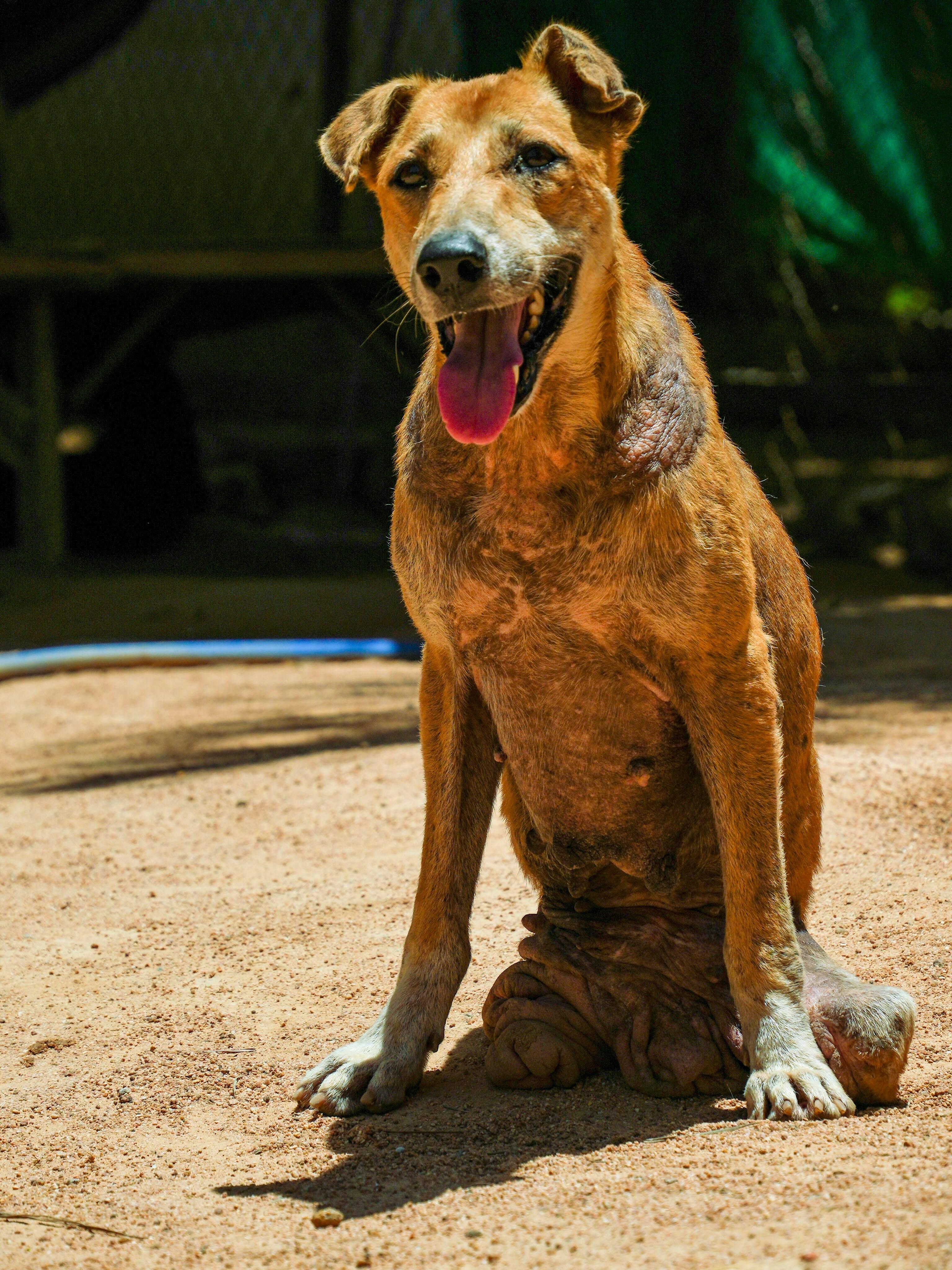 Adopting a Rescue Puppy: The Complete First-Year Guide