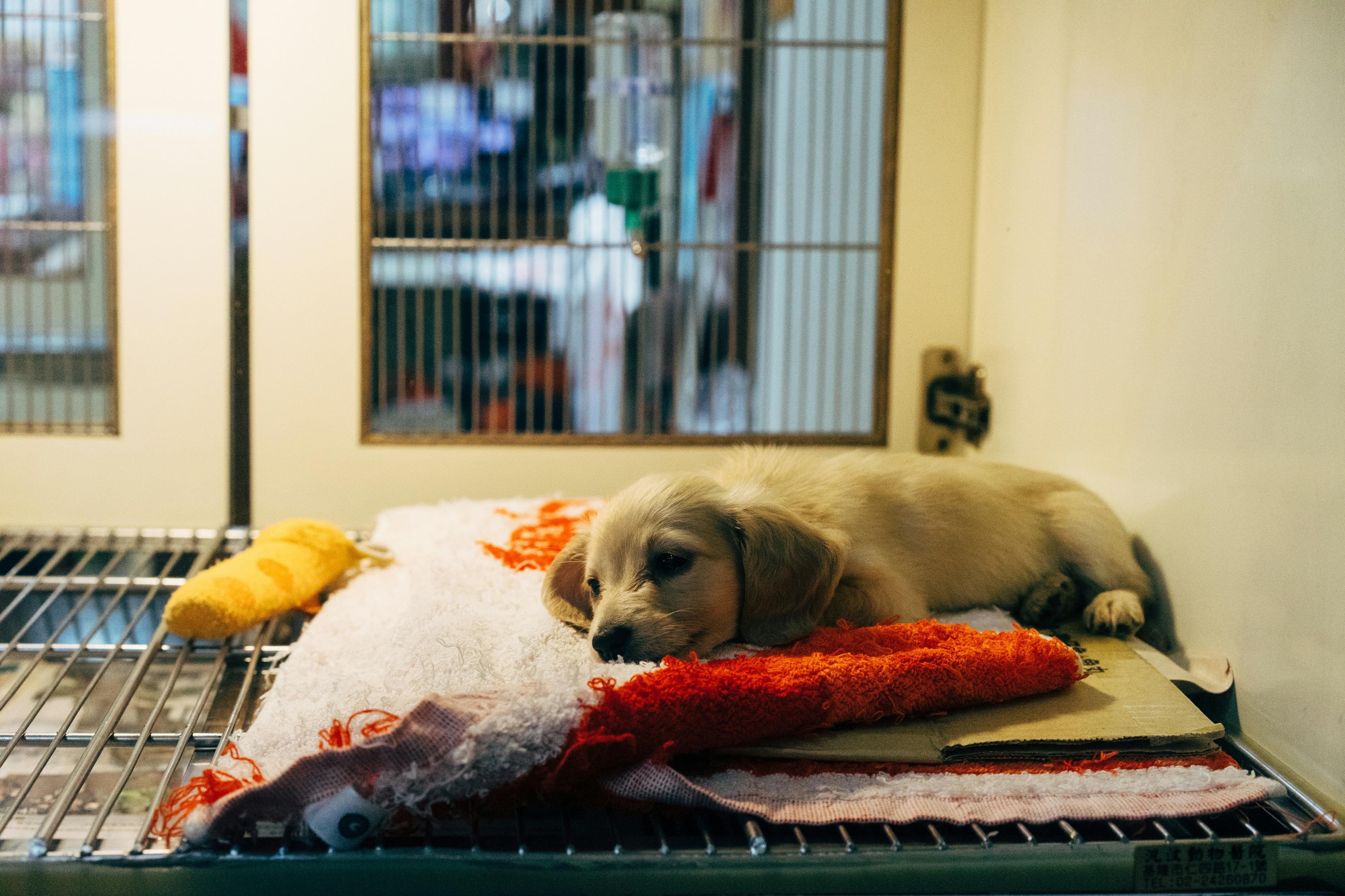 Why Adopt a Rescue Dog? Everything You Need to Know Before You Start