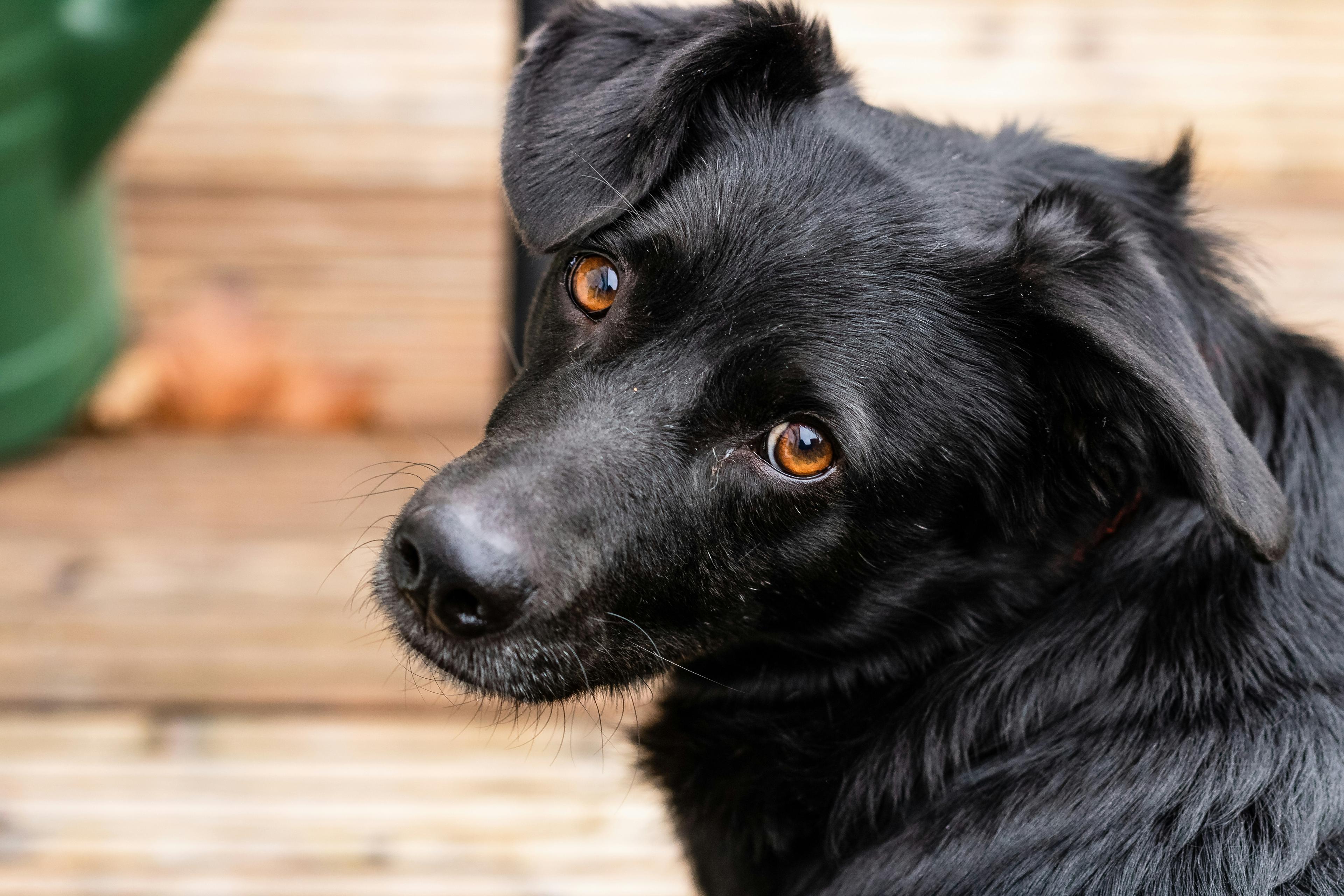 Basic Training for Your Rescue Dog: Start Here for a Confident, Connected Dog