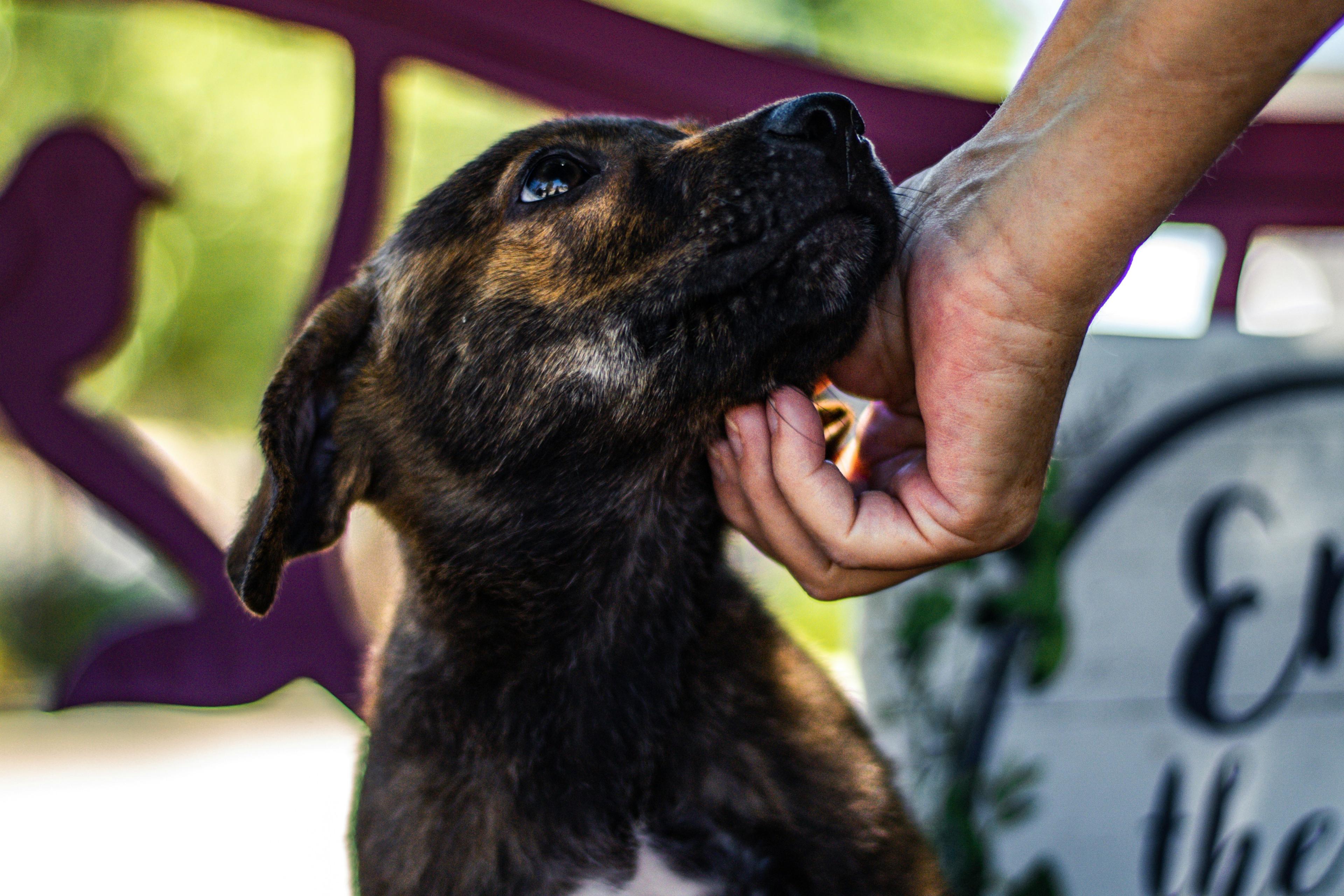 Socialising Your Rescue Dog: A Step-by-Step Guide to Building Confidence