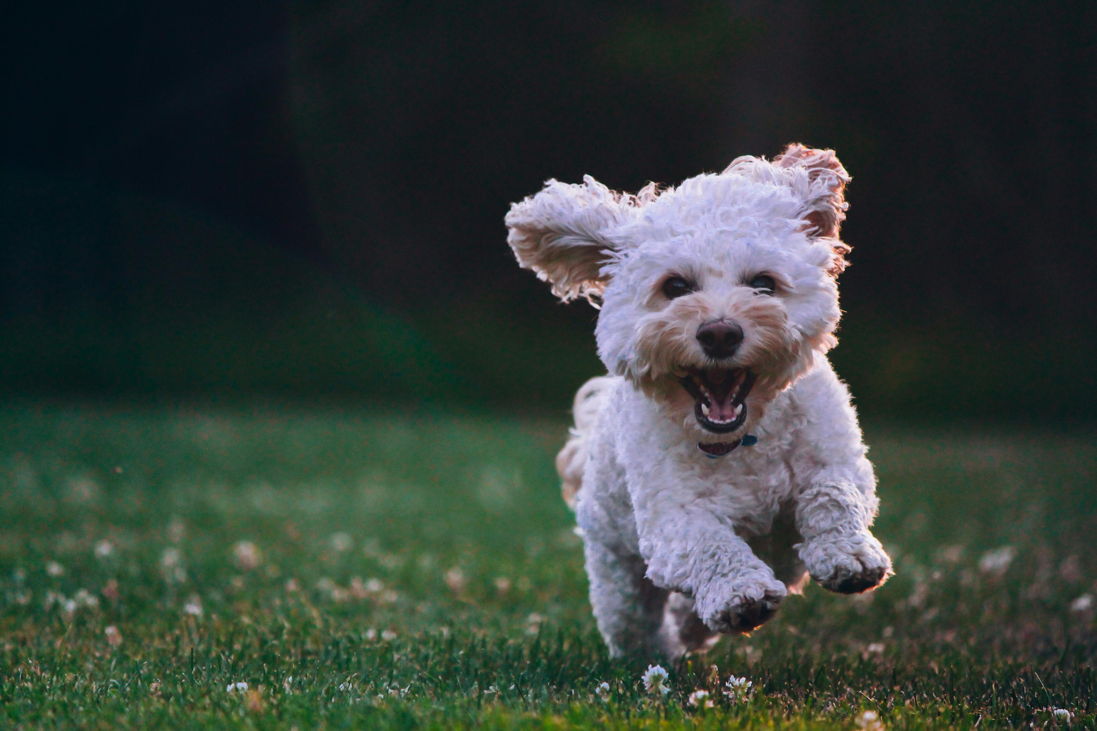 3 Months In: How to Know Your Rescue Dog Has Finally Found Home