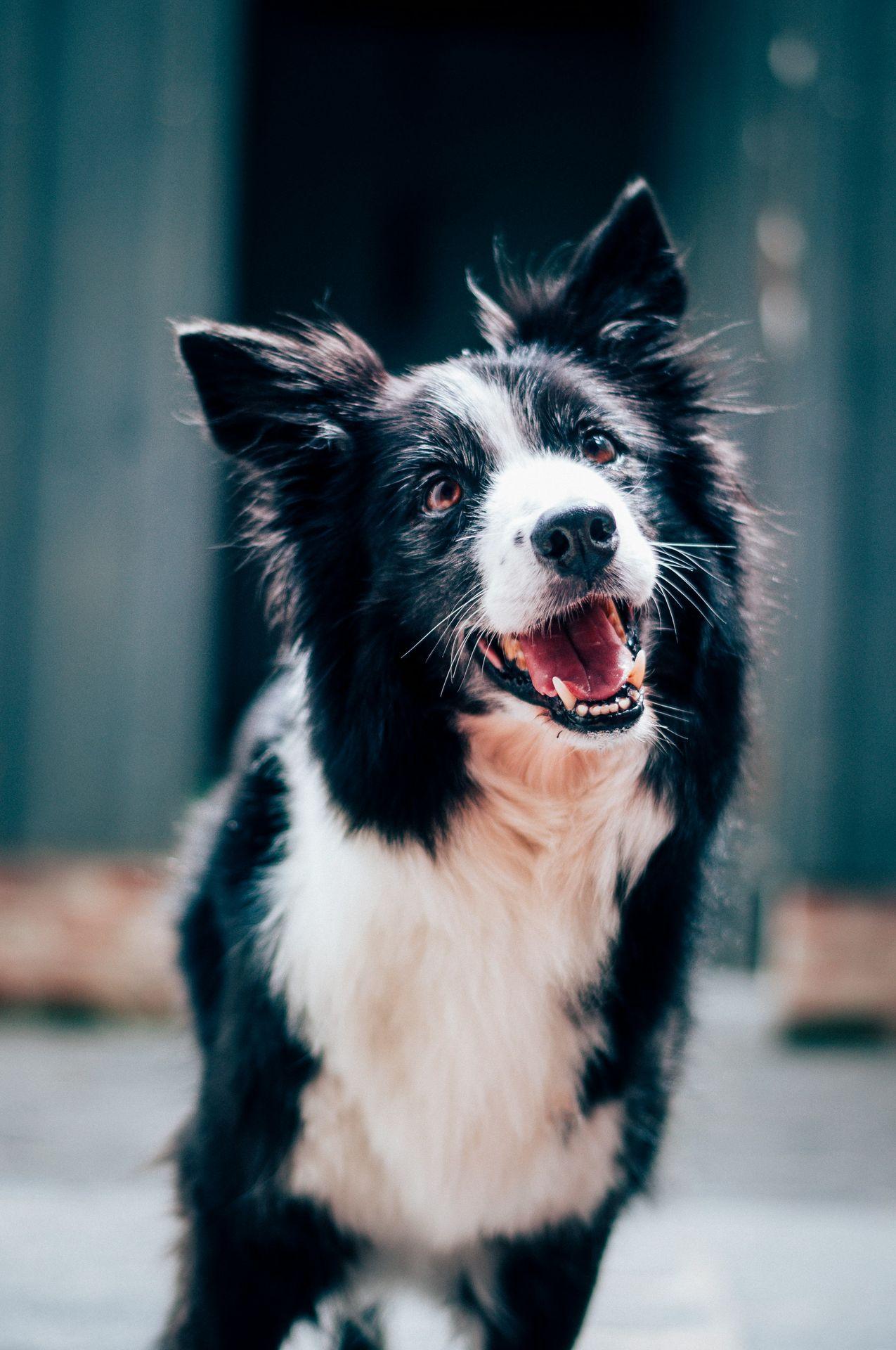 Why Do Dogs Eat Grass and Chase Their Tails? Decoding Your Rescue Dog's Wild Instincts