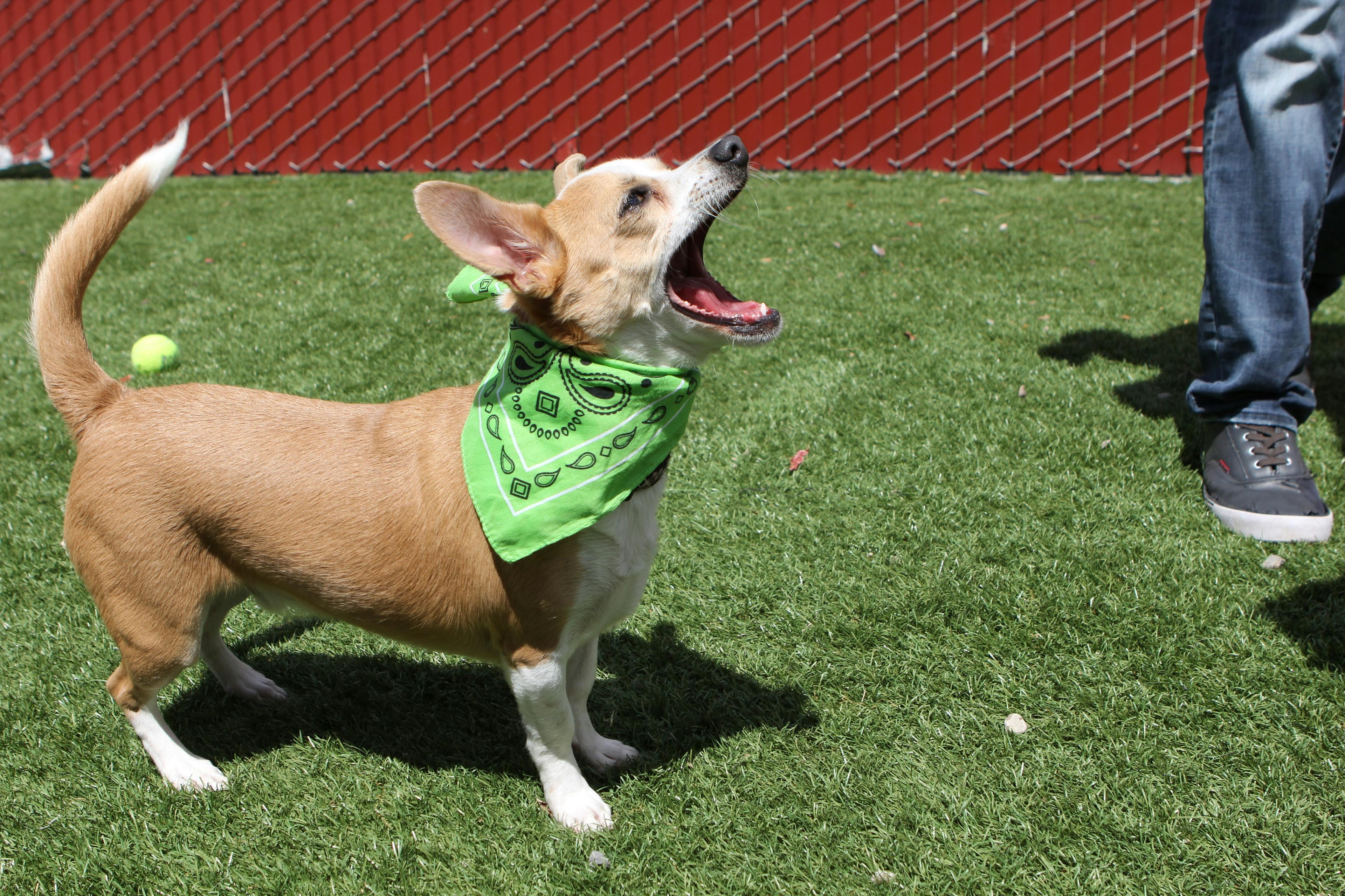 Human Foods That Are Actually Safe for Dogs