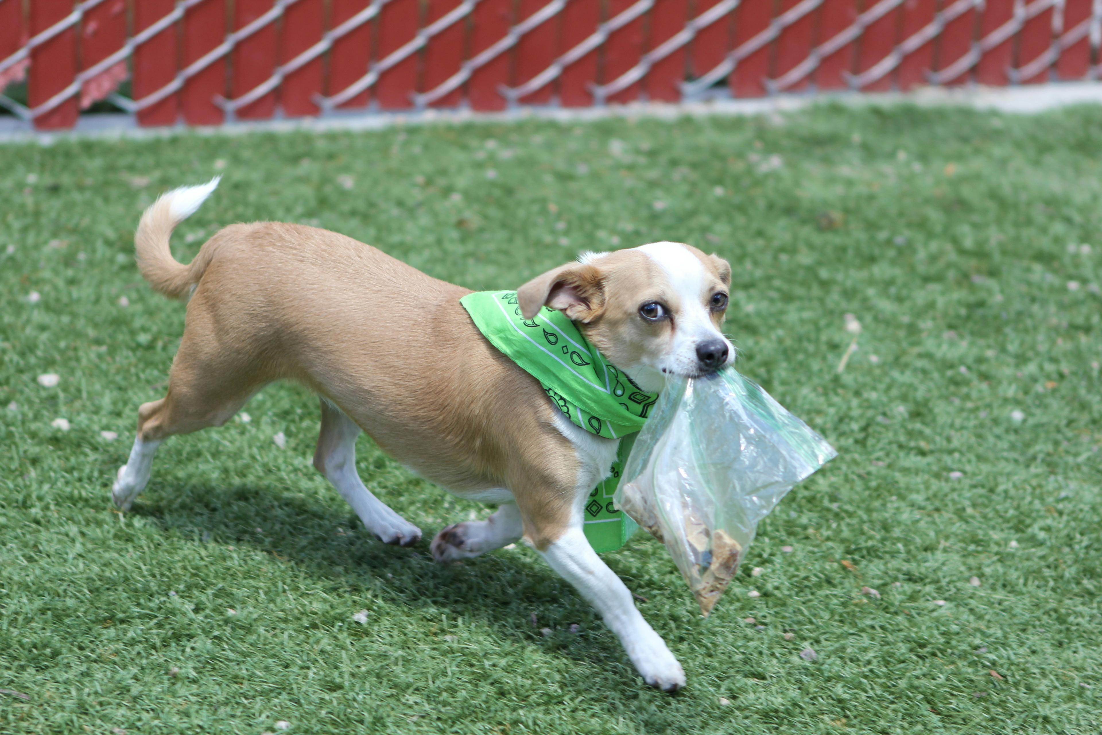 The Joy of Adopting a Calm, Gentle Rescue Dog