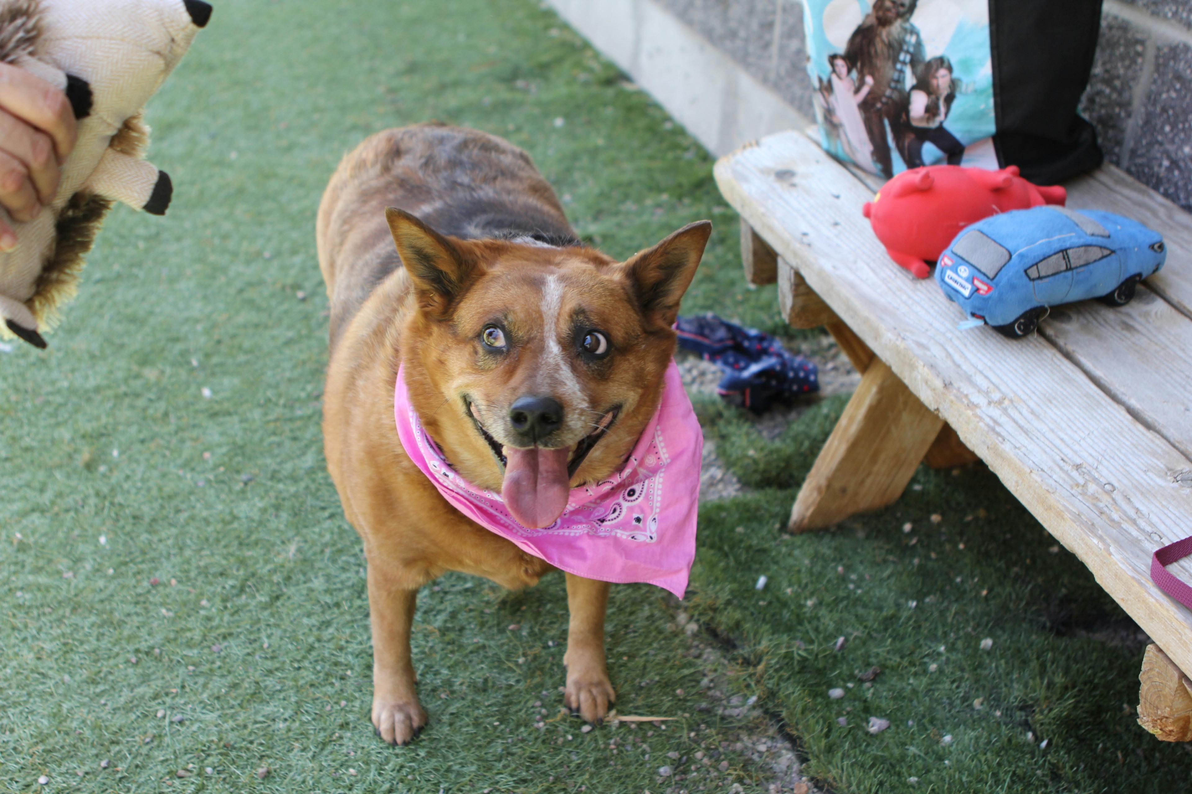 Rescue Dogs and Children: Building a Safe, Happy Family