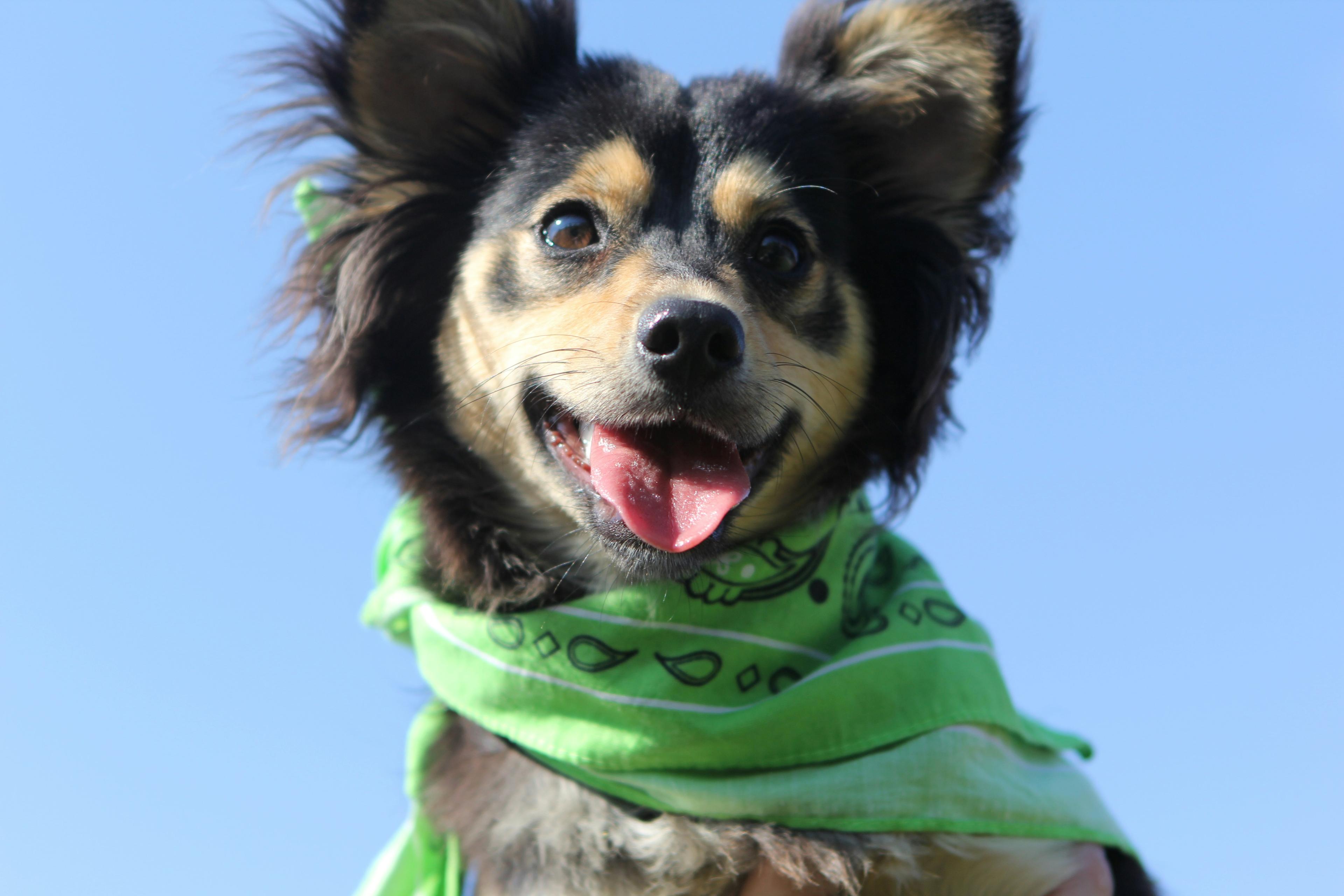 Rescue Dogs in Apartments: Making Small Spaces Work