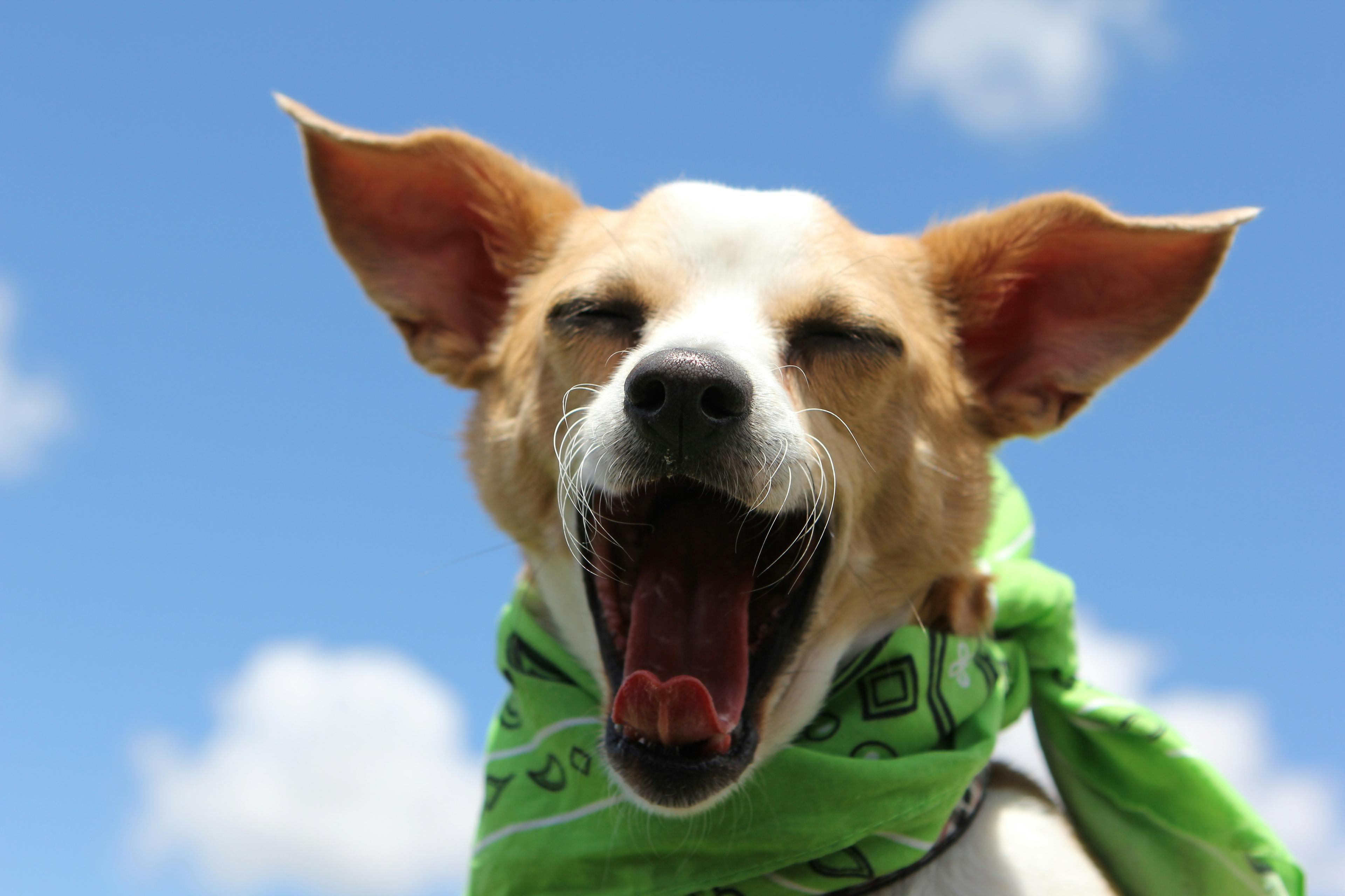 Living With a High-Energy Rescue Dog