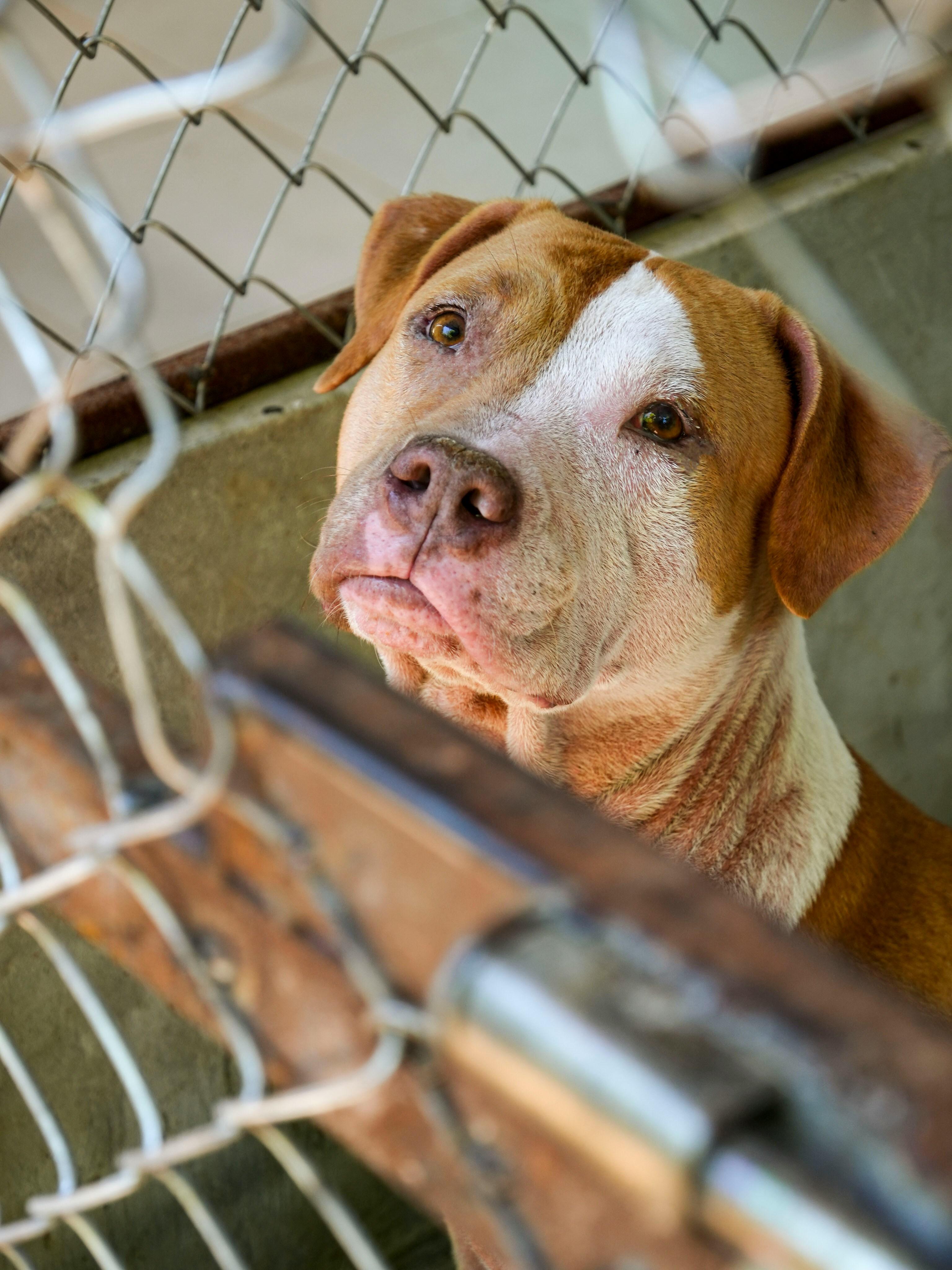 Caring for a Special Needs Rescue Dog