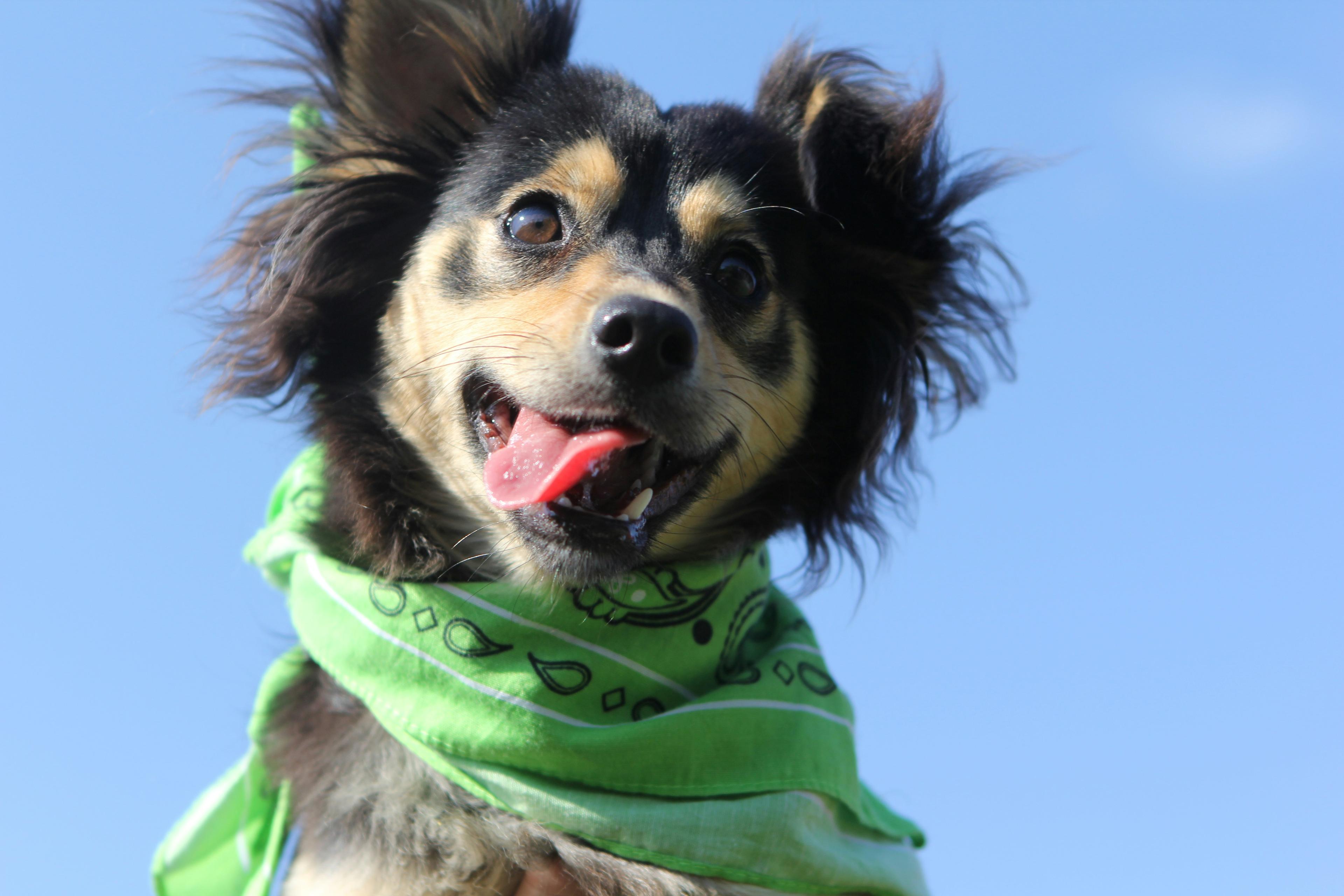Adopting a Senior Rescue Dog: What You Need to Know