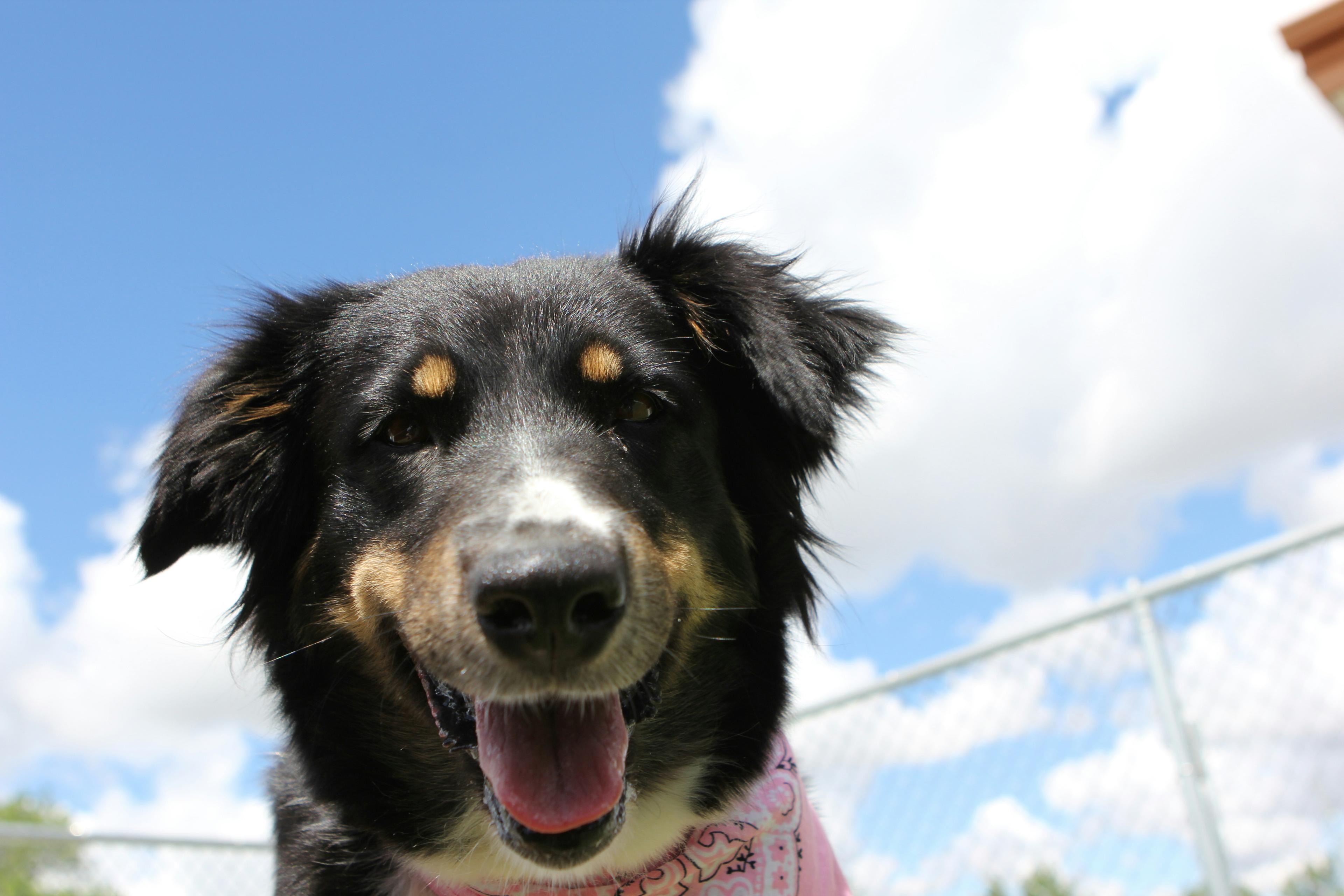 Feeding Your Rescue Dog: A Nutrition Guide