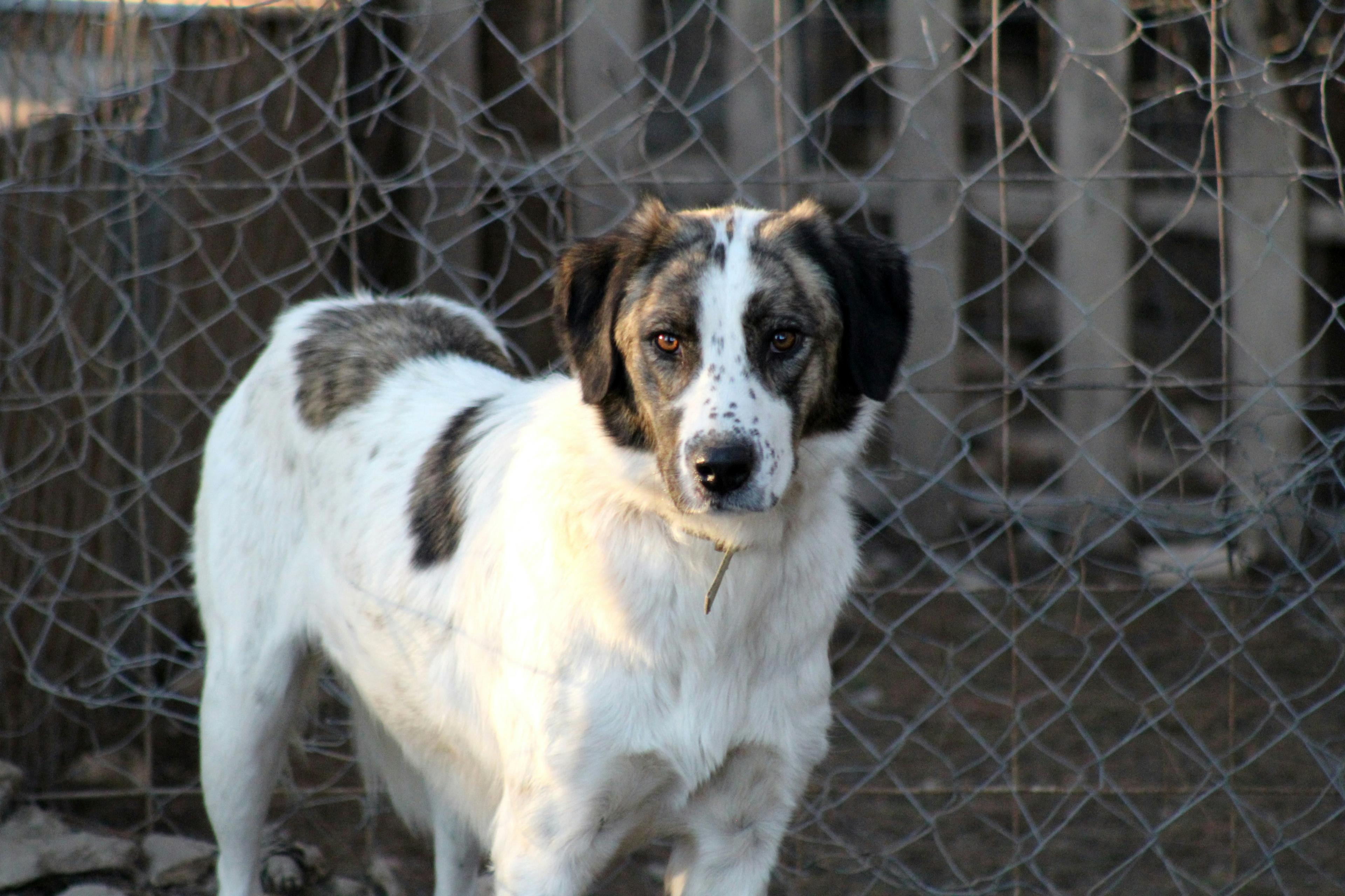 15 Common Mistakes First-Time Rescue Dog Owners Make