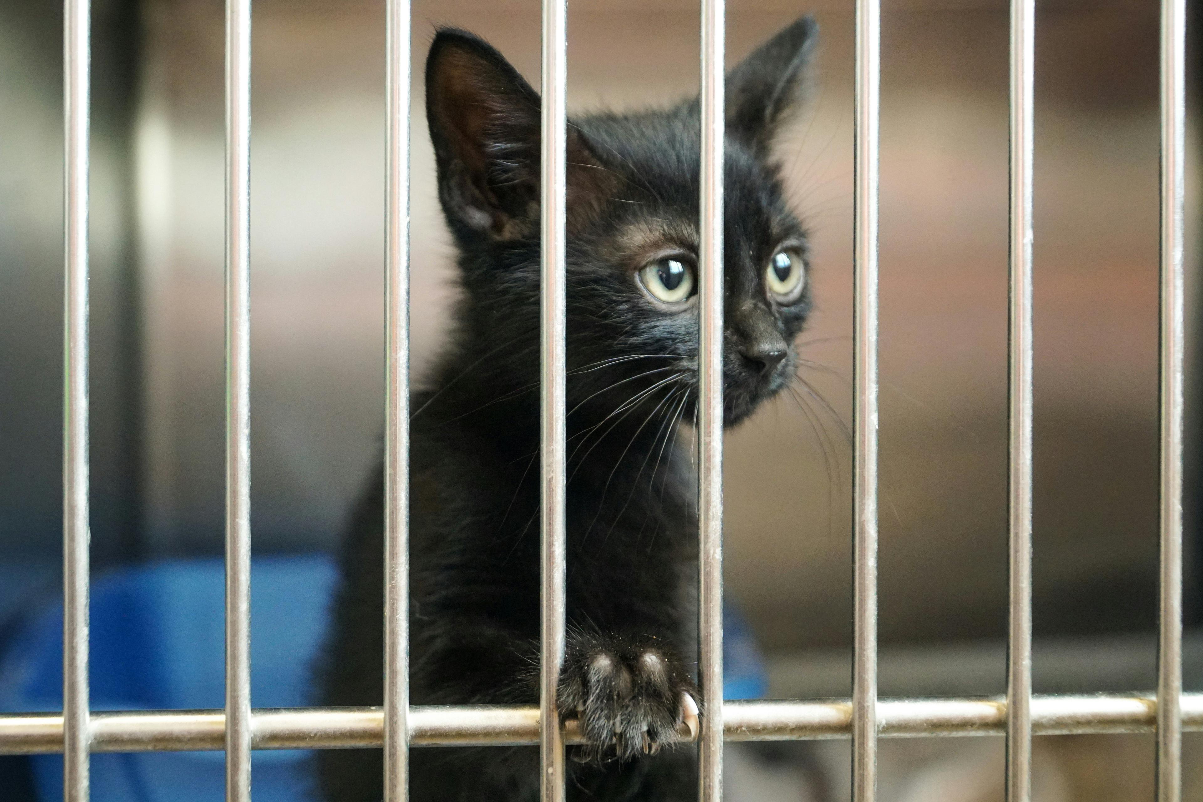 Cross-Border Dog Adoption in Europe: The Complete Guide