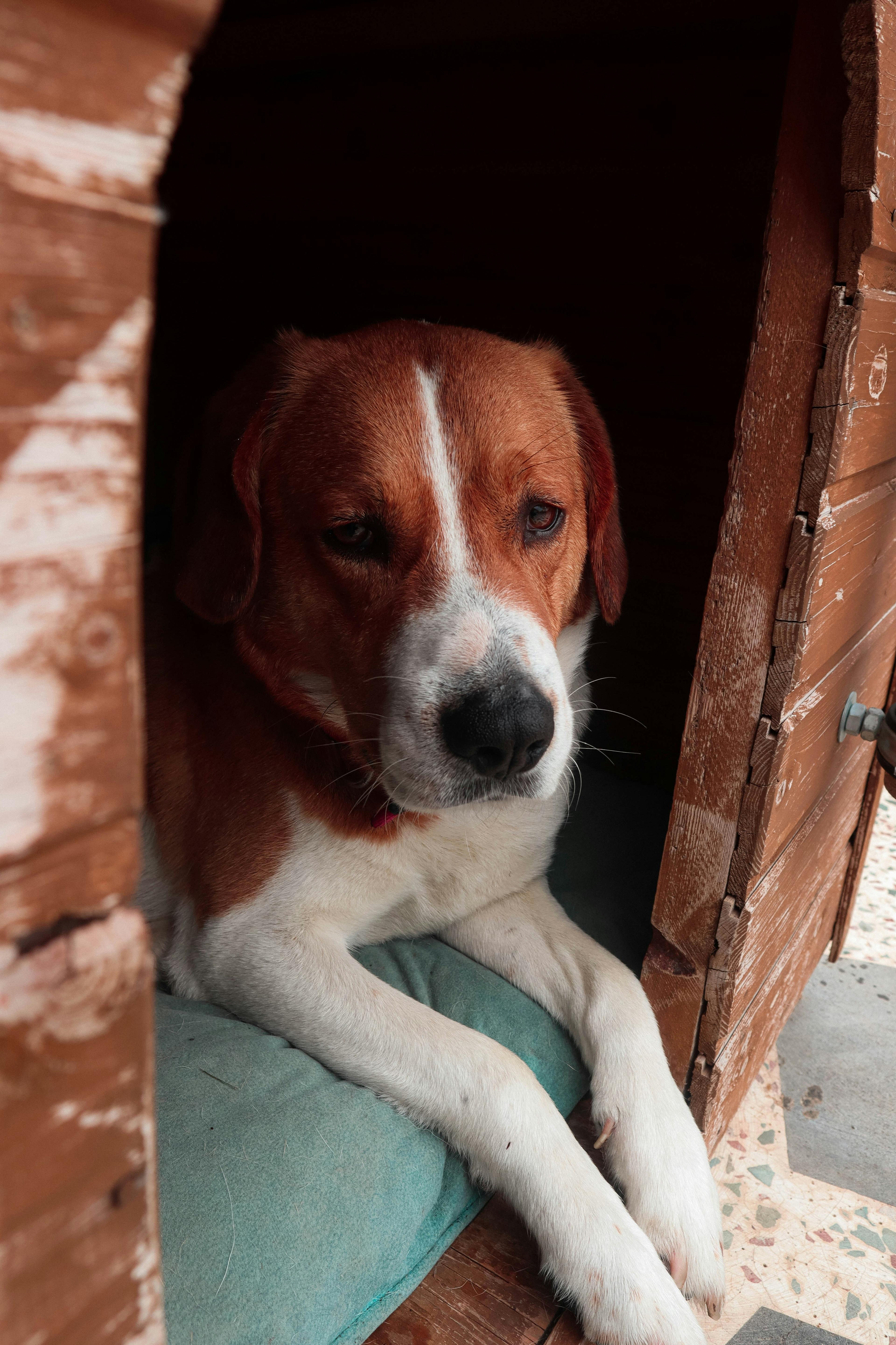 The First 24 Hours With Your Rescue Dog
