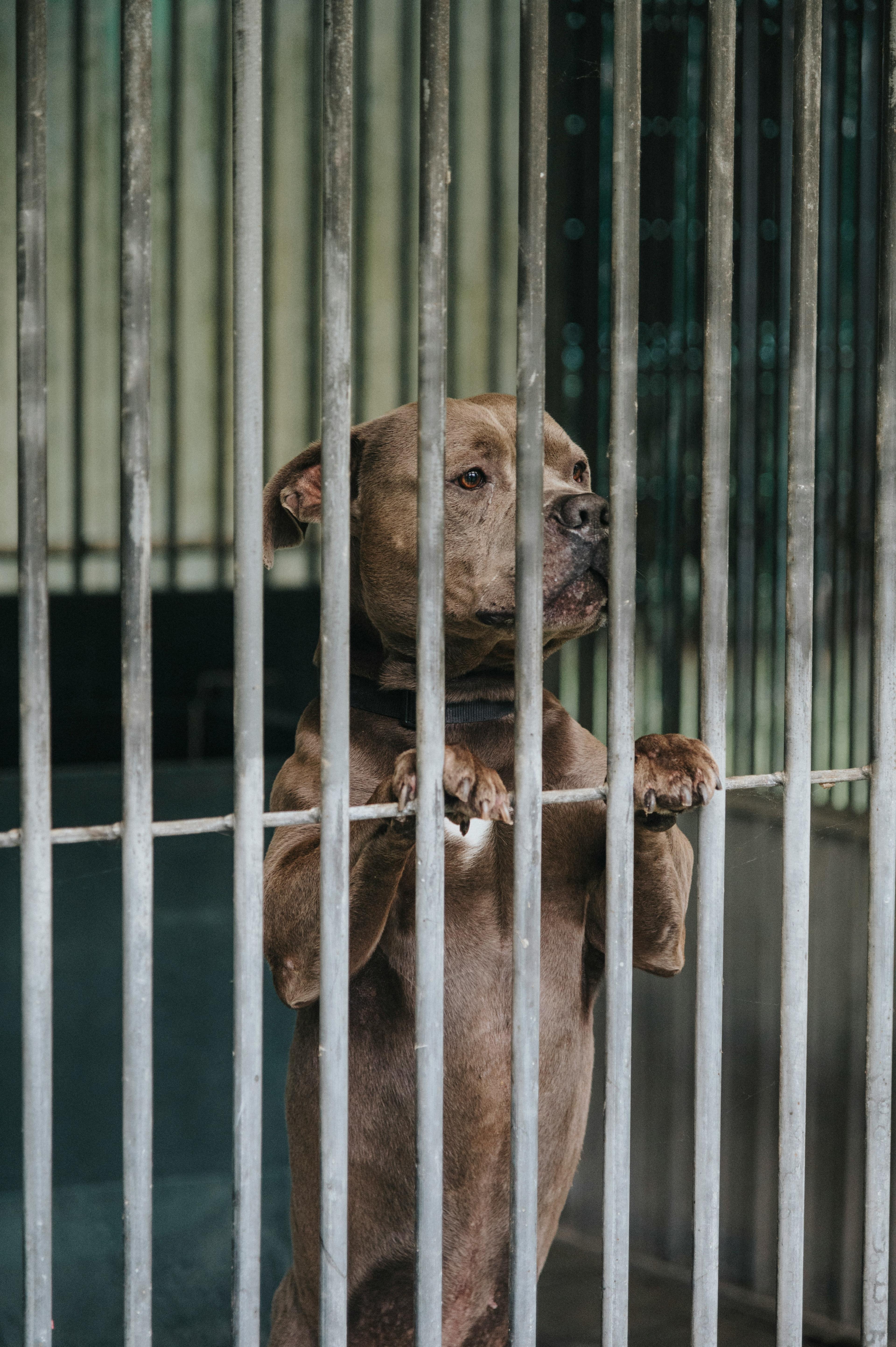 Ist ein Rettungshund das Richtige für Sie? Ein ehrlicher Leitfaden zur Selbsteinschätzung