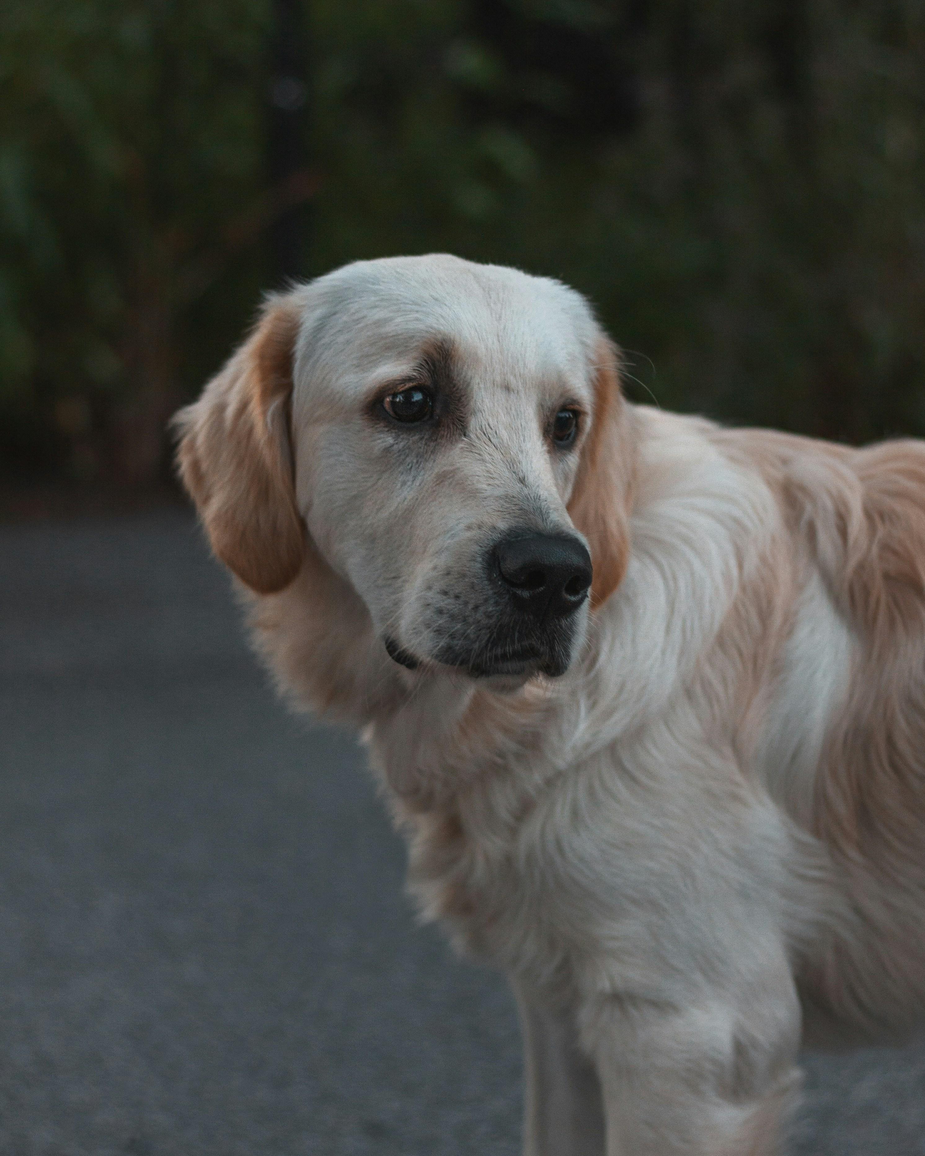 How to Choose a Rescue Organisation: A Guide to Finding Trusted Rescues in Europe
