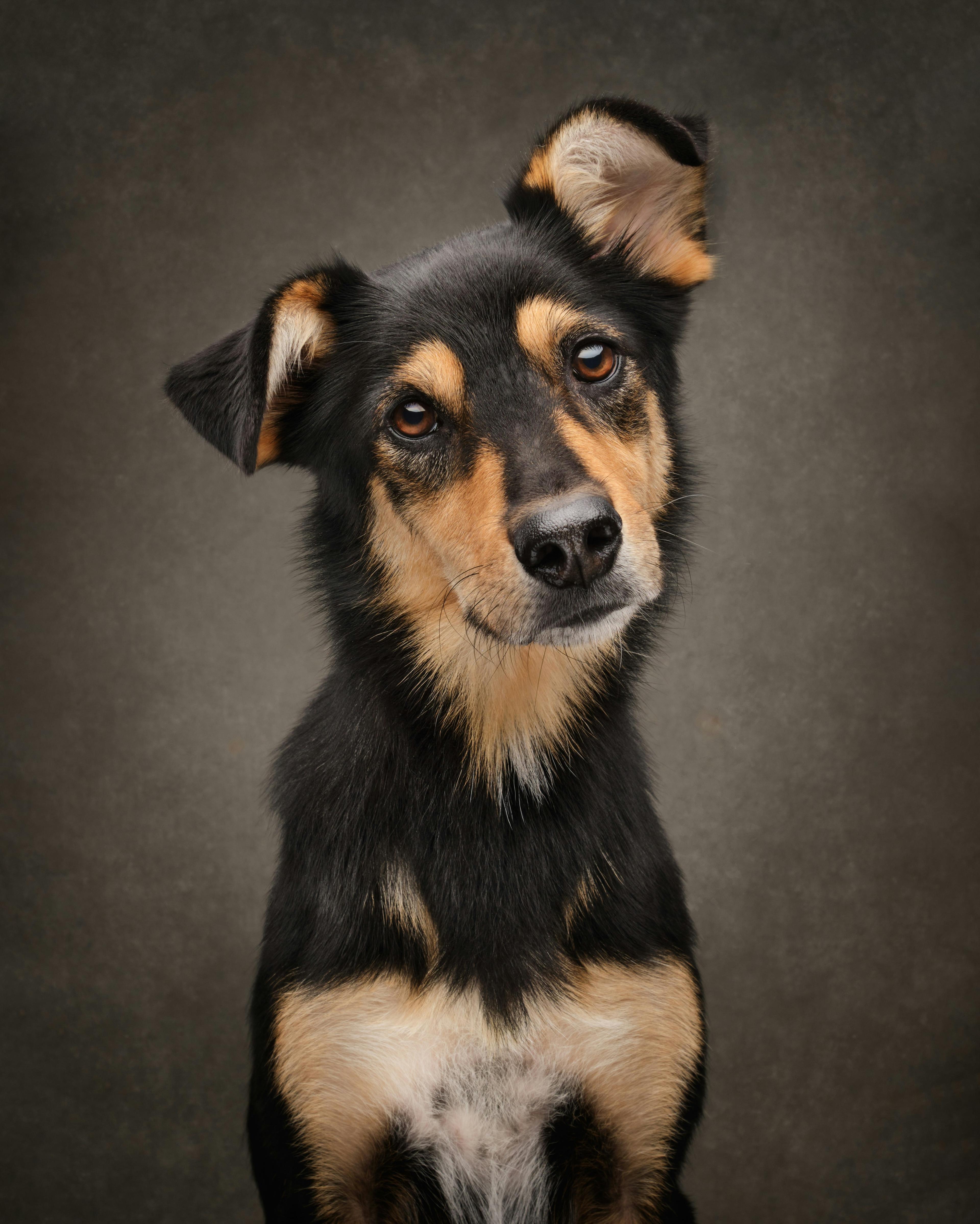 Meeting Your Rescue Dog for the First Time: What to Do, Say, and Observe