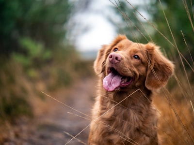 Happy dog with family